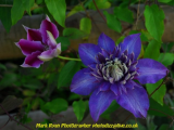 Clematis