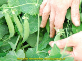 Peas