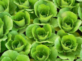 Chinese cabbage