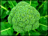 Calabrese
