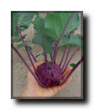 Kohl Rabi