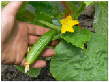 Mini Cucumbers
