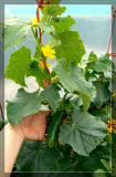 Mini cucumbers