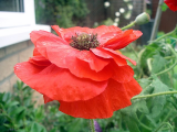poppyred