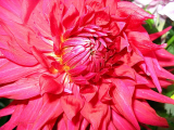Dahlia
