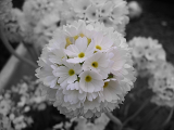 P. denticulata