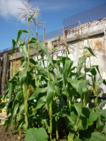 sweetcorn