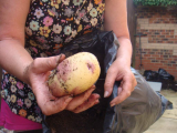 first potatoes