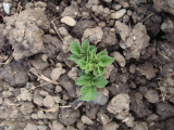 our first potato