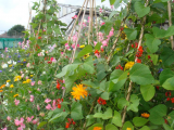 flowers and beans