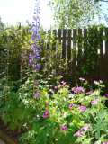 early summer '09