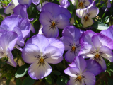 pansies