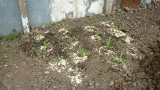 first planting