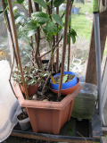 Indoor capillary system