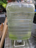 Budgie waterer working in a clear 'trough'