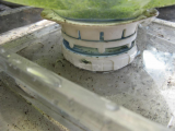 Close up of budgie waterer in action
