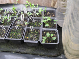 Another similar plank-trough system for hardy