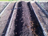 Planting 1st earlies