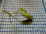 Mottled Peas