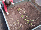 Raised Bed