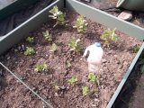 Broad Beans, Peas, Cabbage