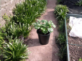 Competition Pot