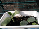 Squash ?