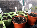 Tomatoes Basil