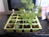 More..Peas Golden and Purple