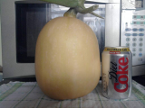 Maybe Butternut
