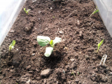 Butternut Squash