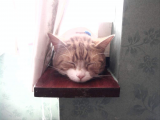 My Cat just sleeps..