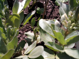 Broad Beans in flower