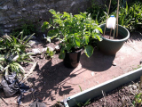 Pot in bucket