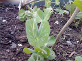 Onward Pea