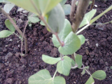 Golden Sweet Pea
