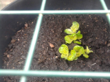 Potato Pentland Javelin