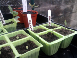 Tomatoes