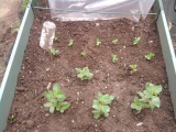 Broad Beans and Peas