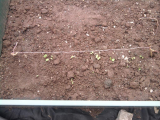 Radishes