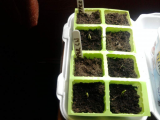 Peppers