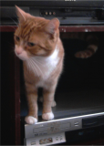 Our Cat