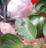 Blue Butterfly