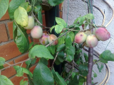 plums