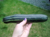 courgette