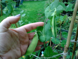peas