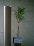 Free tree