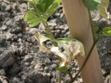Runner Beans Pic 1