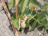 Runner Beans Pic 4
