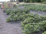 Tatties - 5 varieties